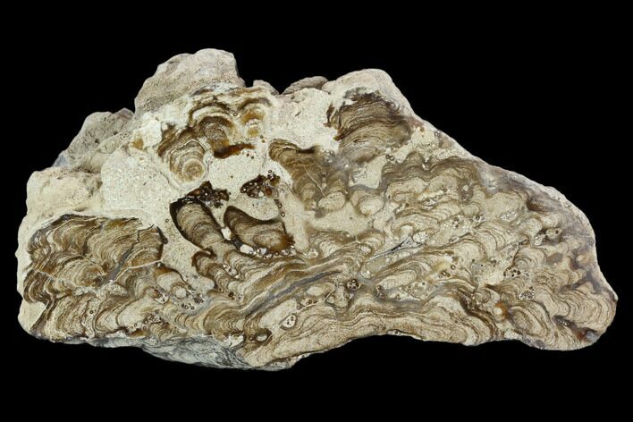 Polished Fossil Stromatolite (Chlorellopsis?) Slab - Wyoming #123428